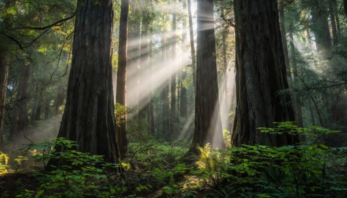 Redwood Forest