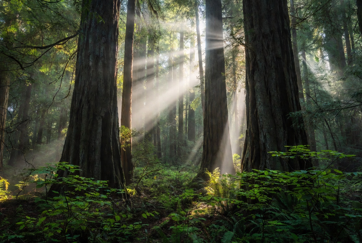 Redwood Forest